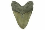 Serrated, Fossil Megalodon Tooth - North Carolina #382611-2